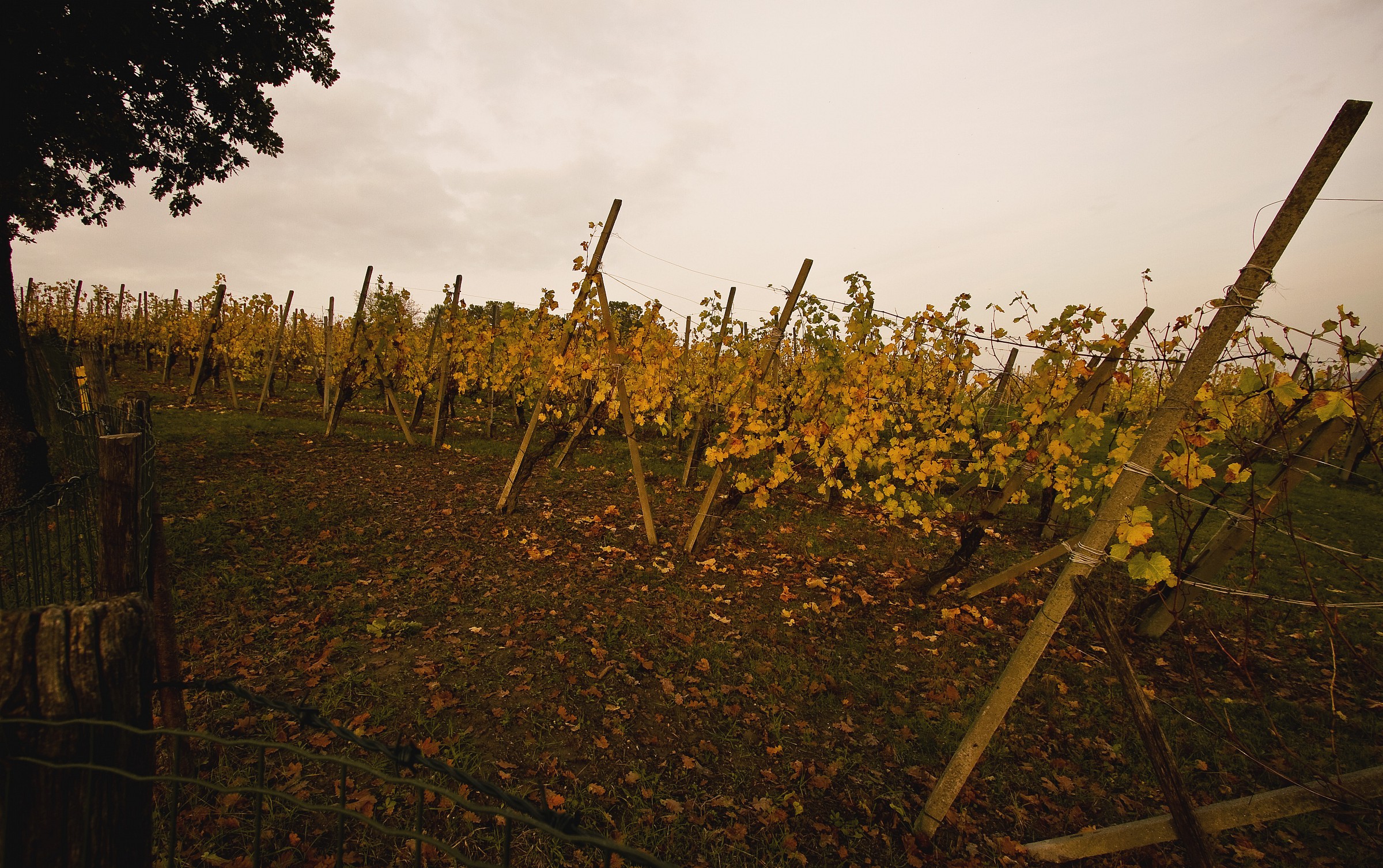 Il giallo di Casatico