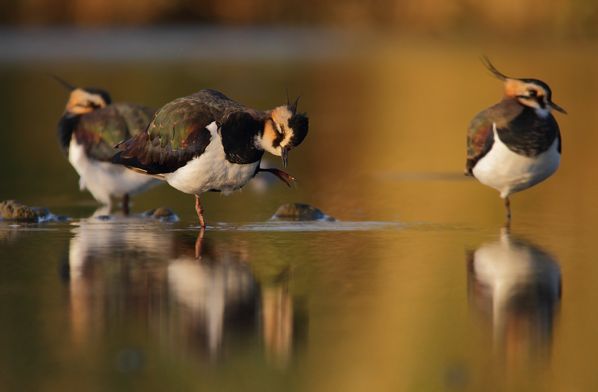 Lapwings