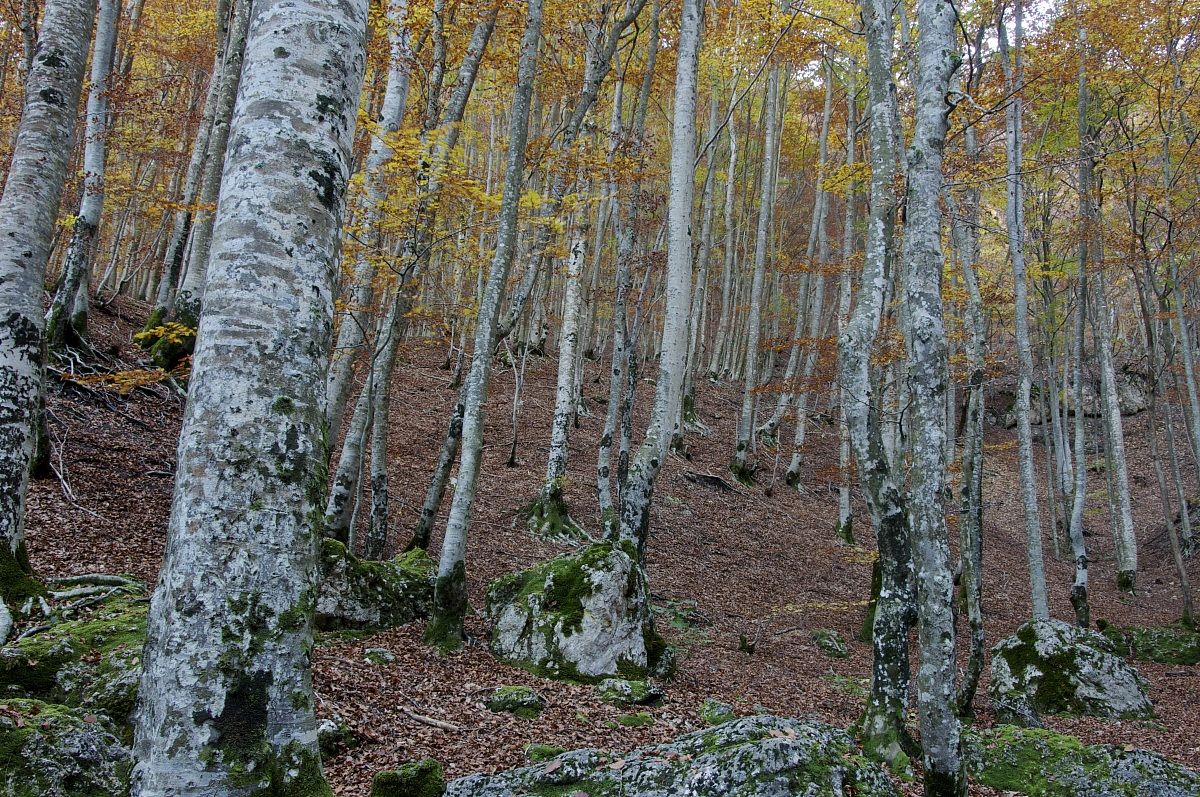 autumn beech forest