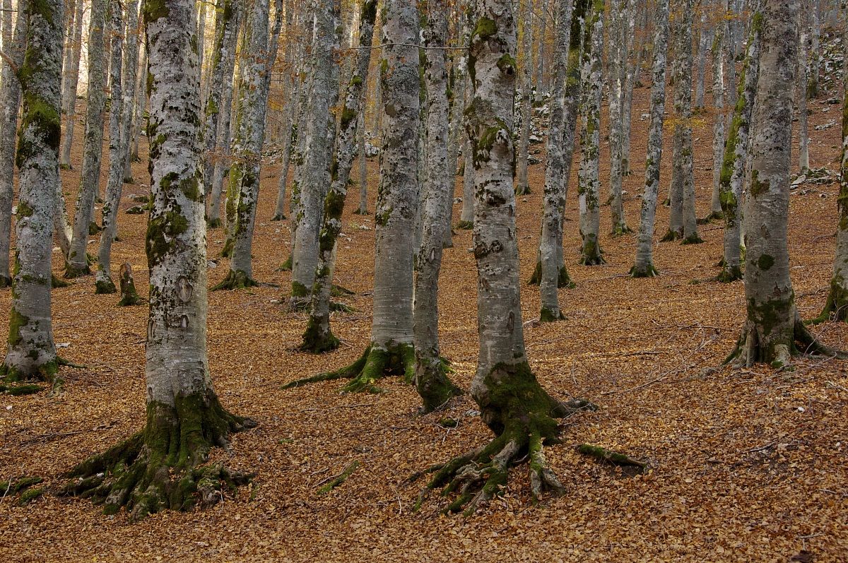 autumn beech forest