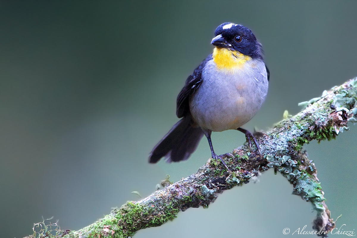 Finch neck white spot