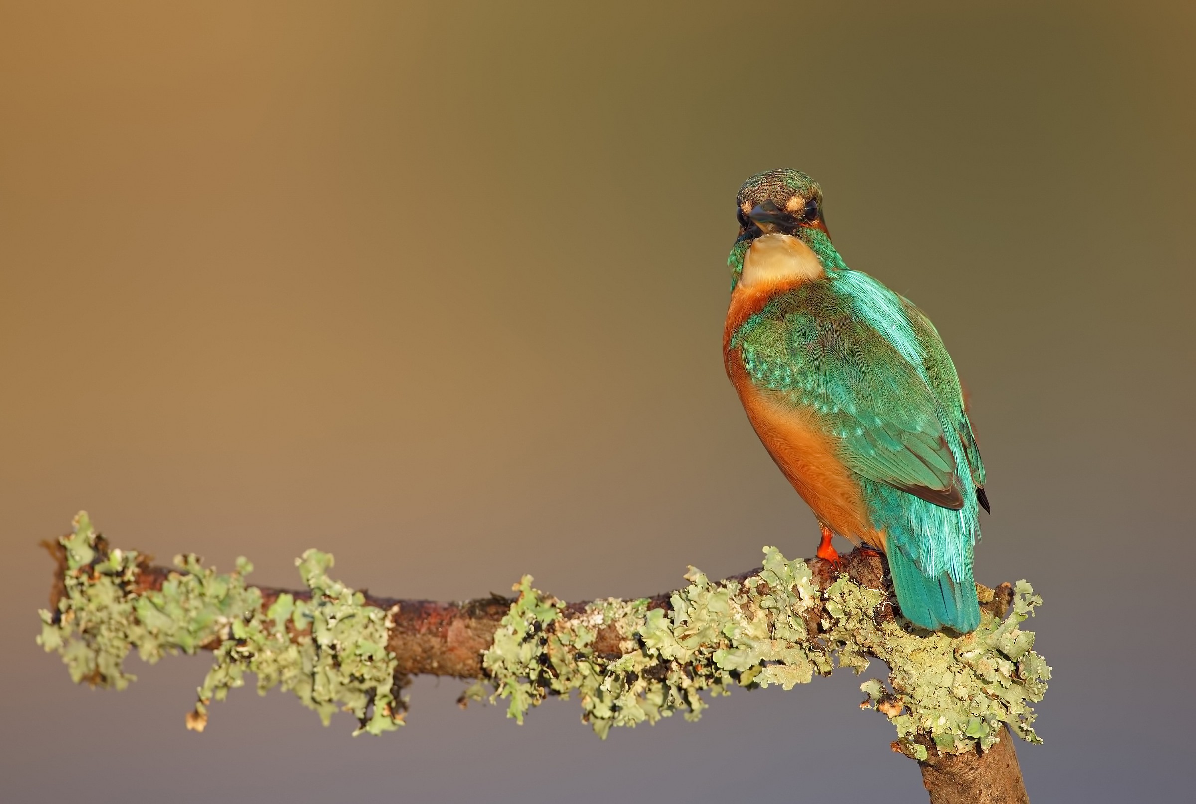 Inizia la pioggia ( martin pescatore )