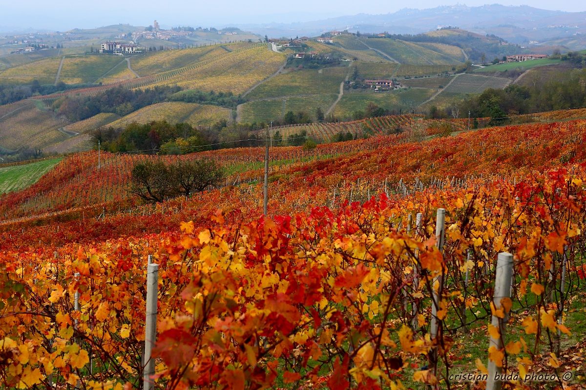 The Langhe wine-land.