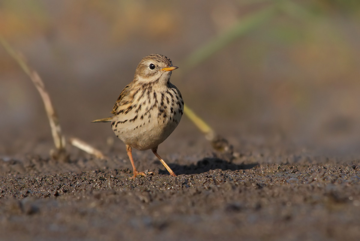 pipit
