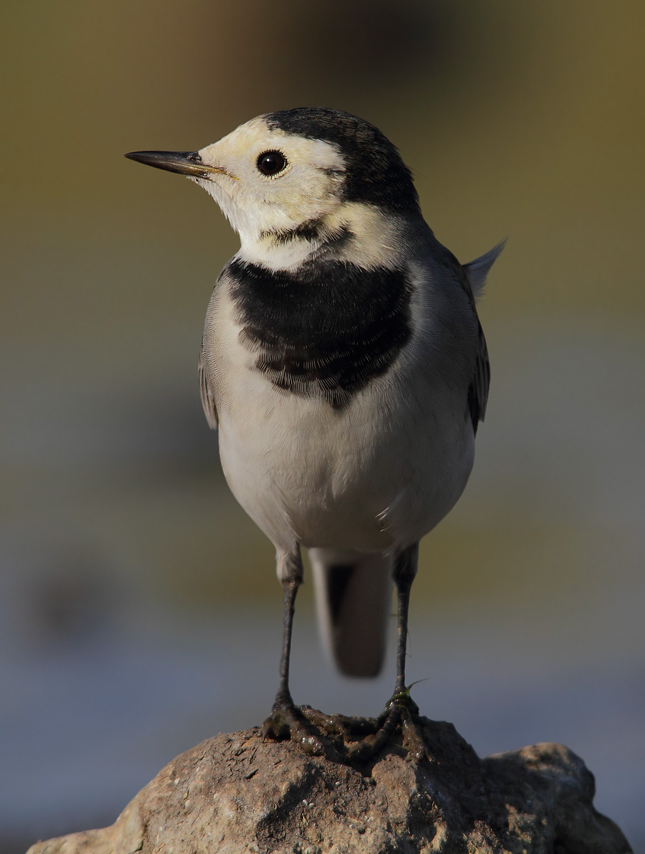 white wagtail