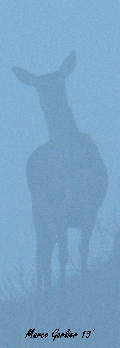 cerva nella nebbia