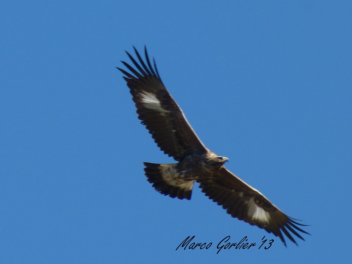 il re del cielo l'aquila