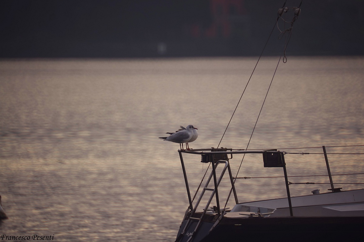 Gabbiani sul trespolo