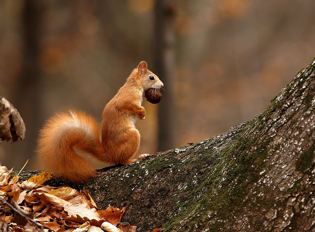 red squirrel