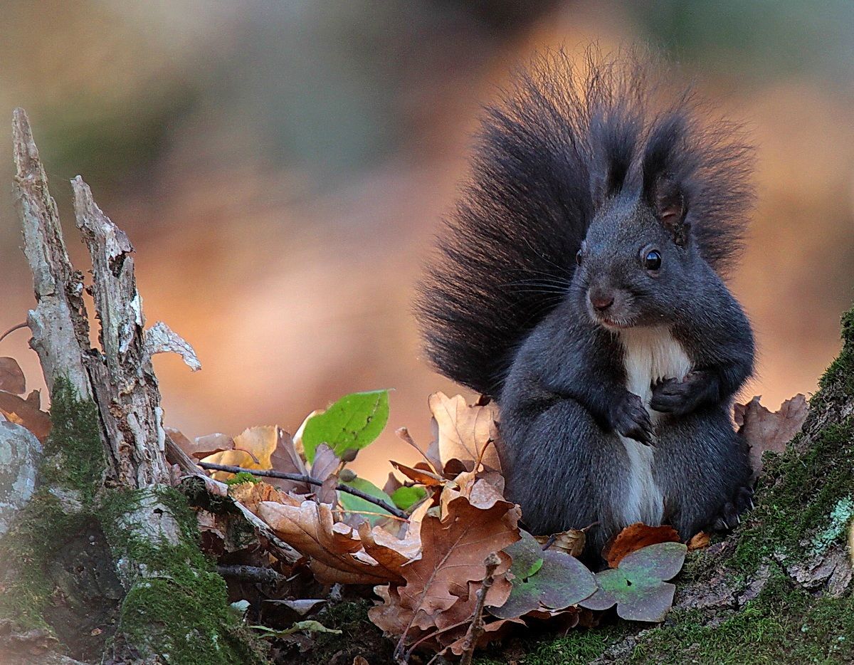gray squirrel