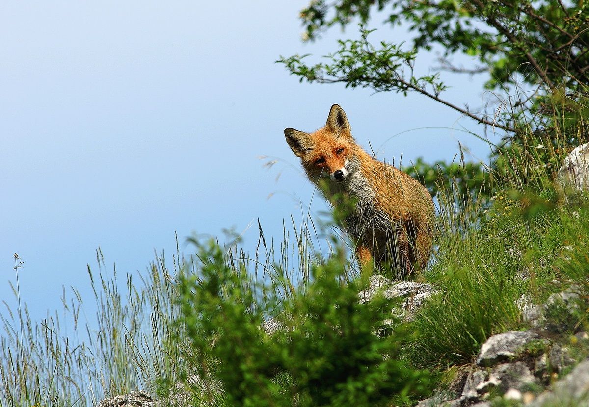 fox