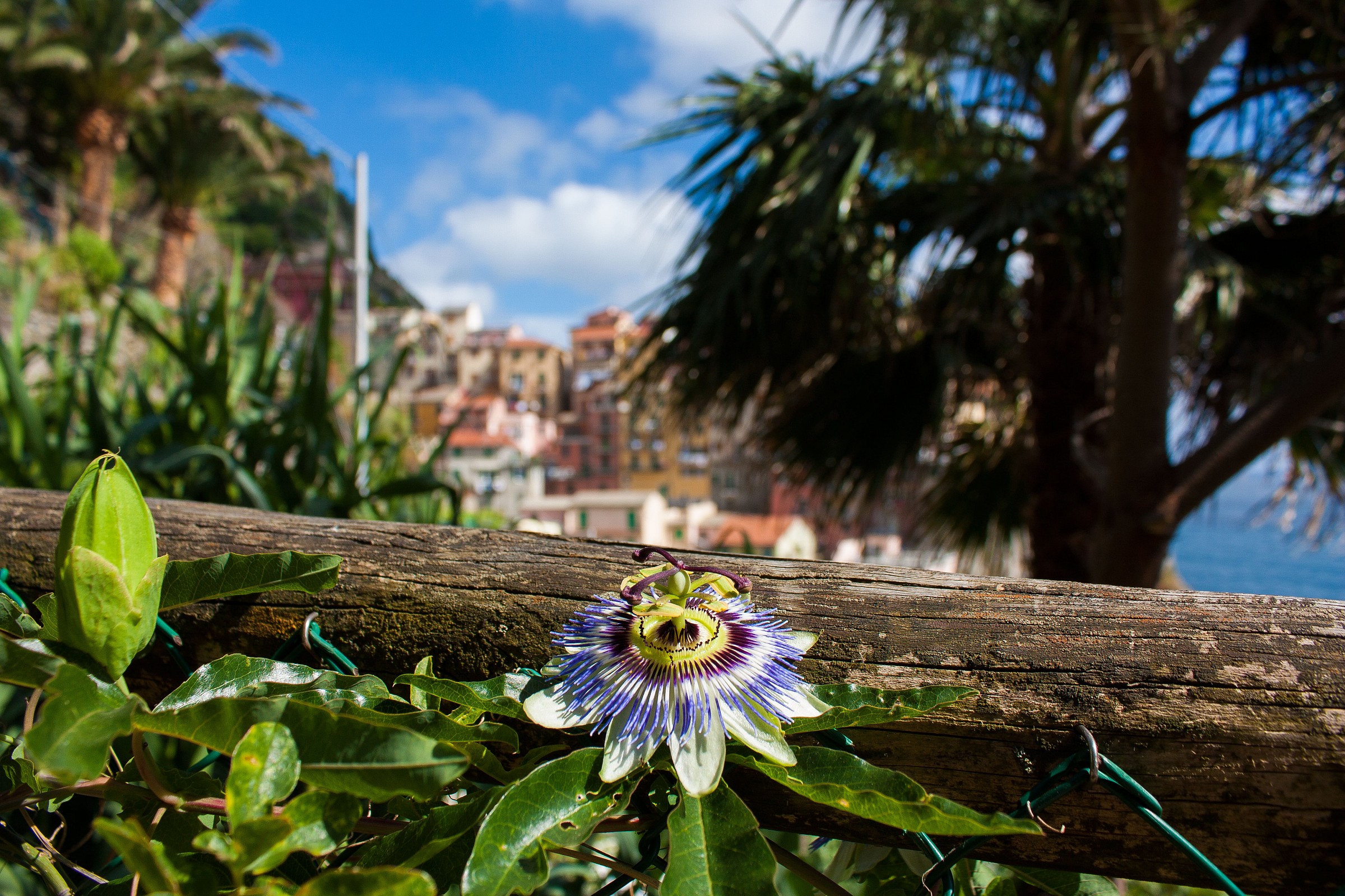 Passiflora alle 5 Terre
