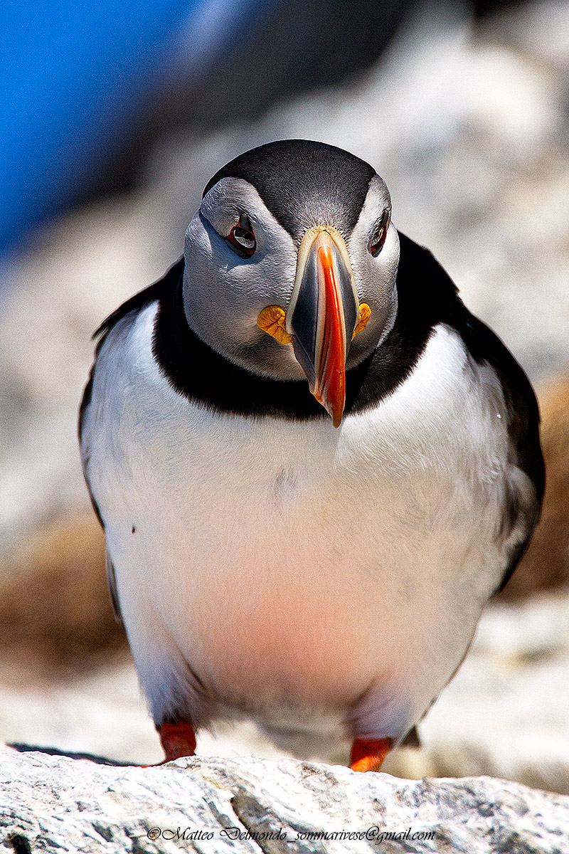 Puffin
