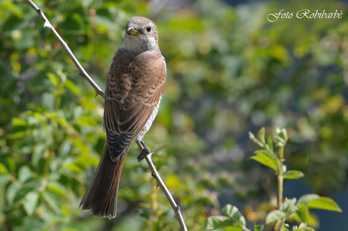 Averla ... torcicollo...