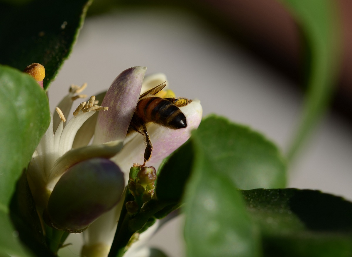 C'è ancora  polline?