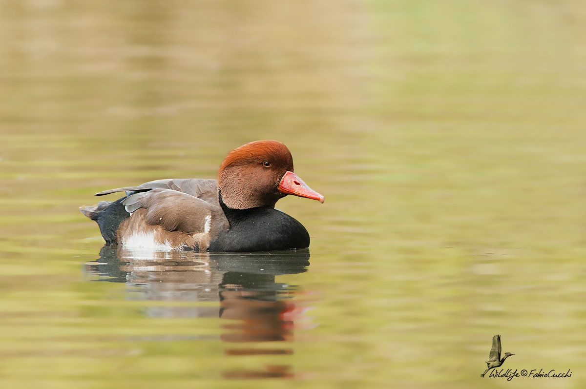 Pochard Turkish