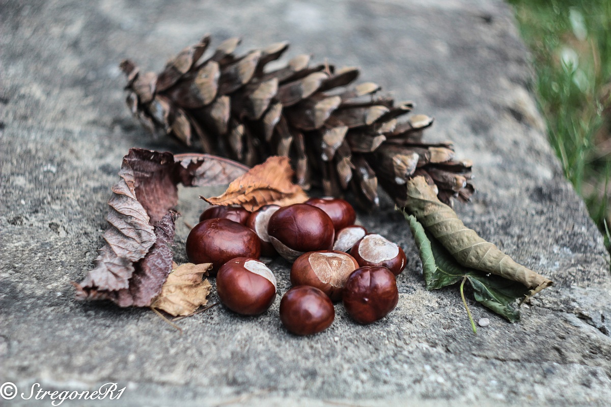 I colori dell'autunno