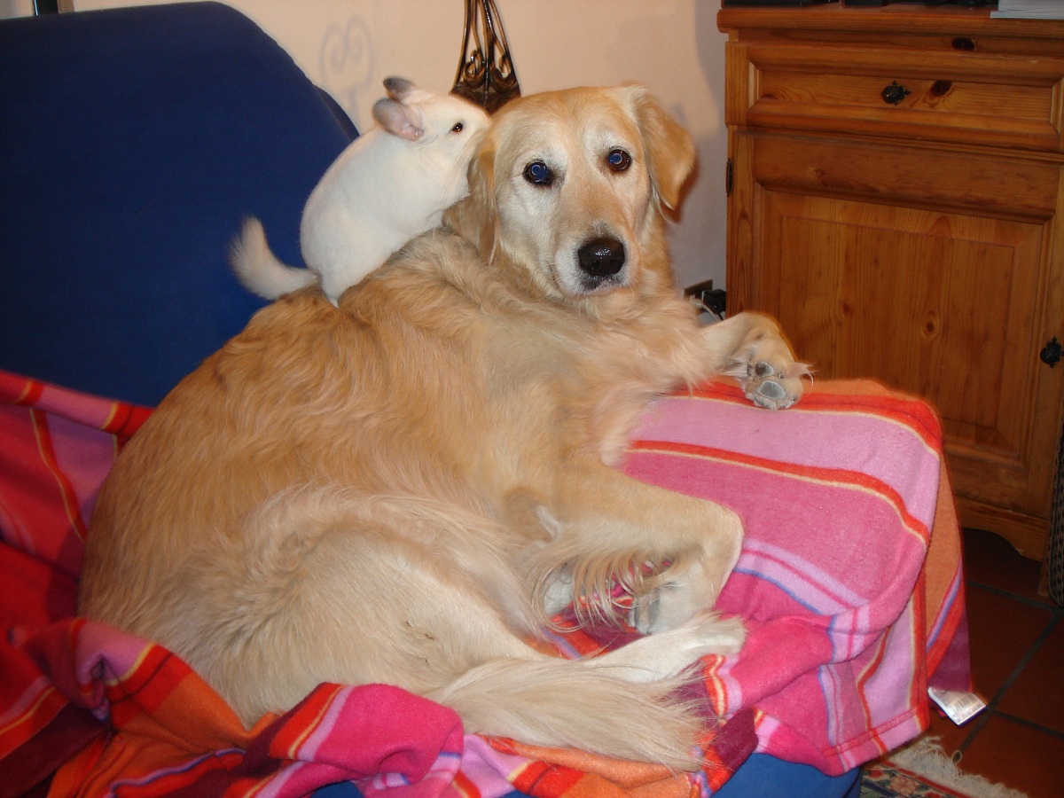 Sharon and his friends