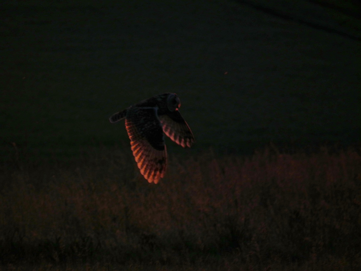 Tawny Owl in flight in the last rays of the sun