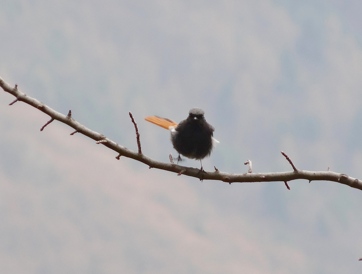 Codirosso in allarme