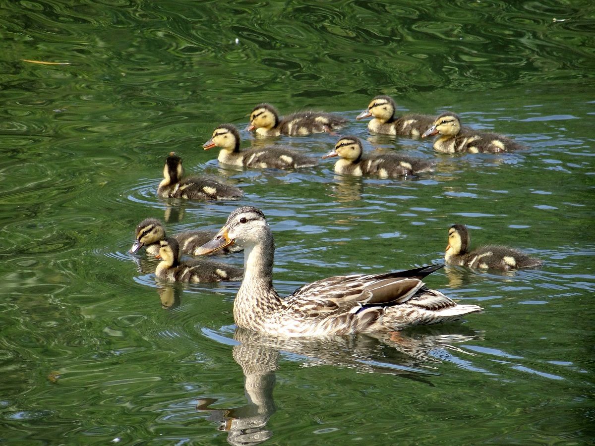 Female mallard and her chicks