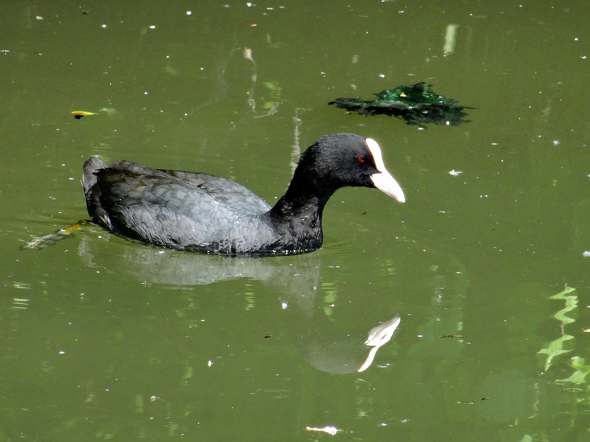 Coot