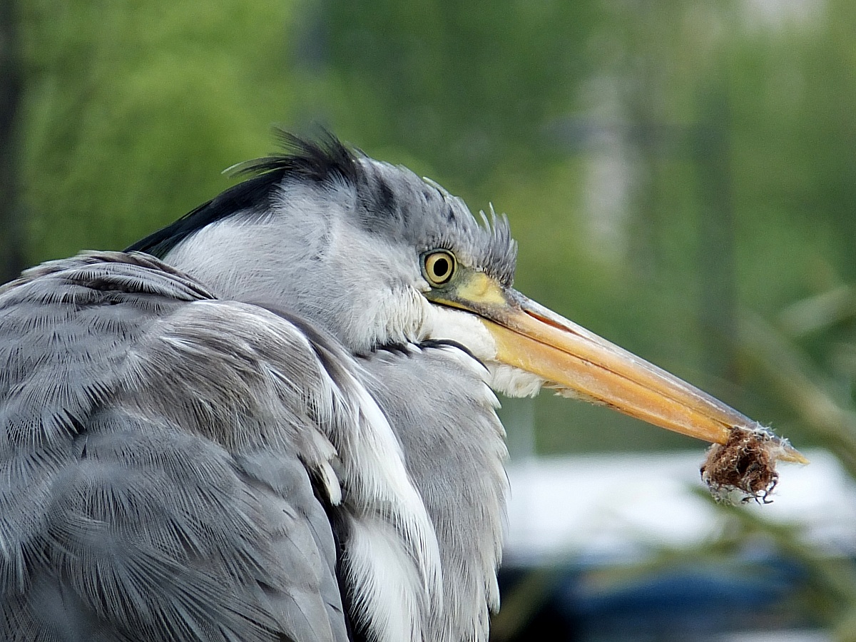 Grey Heron