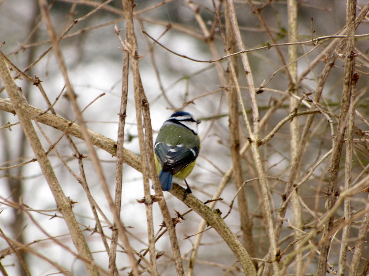 Blue Tit