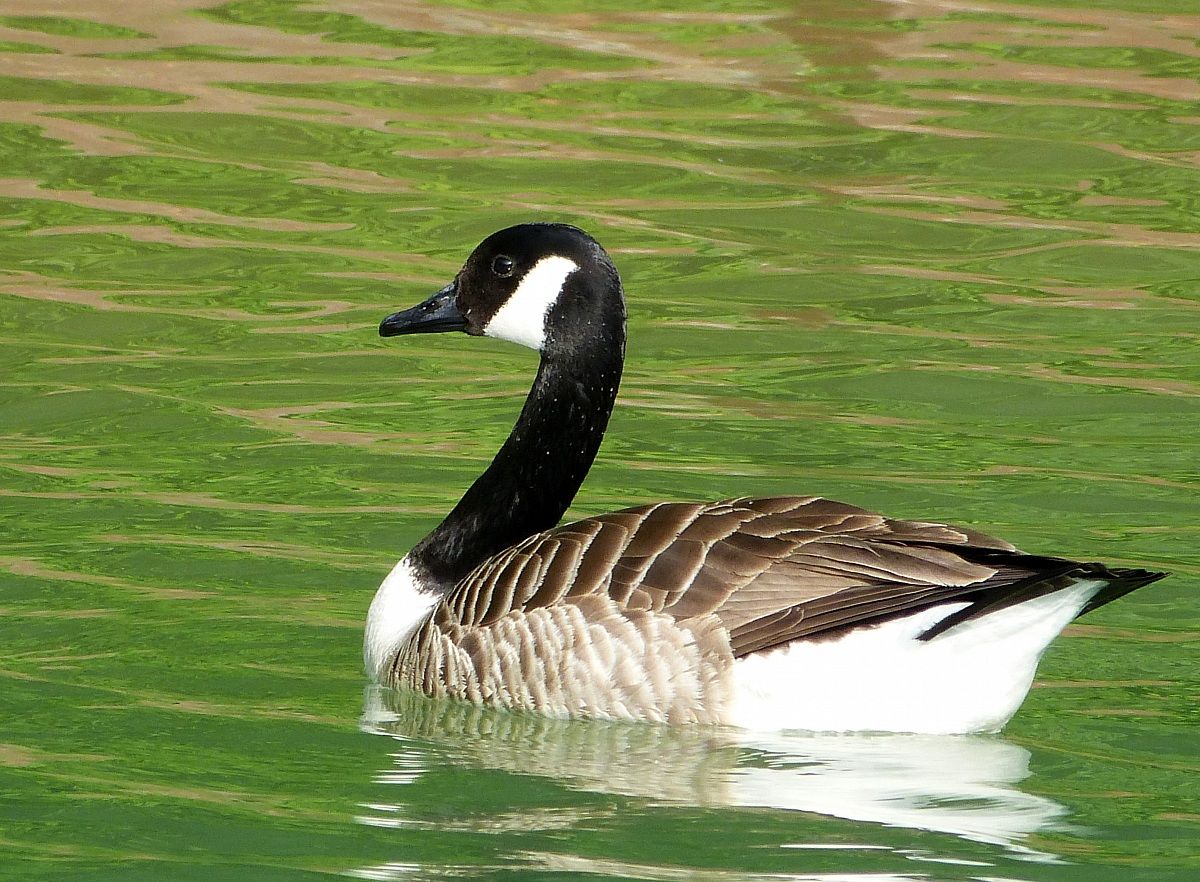 Canada Goose