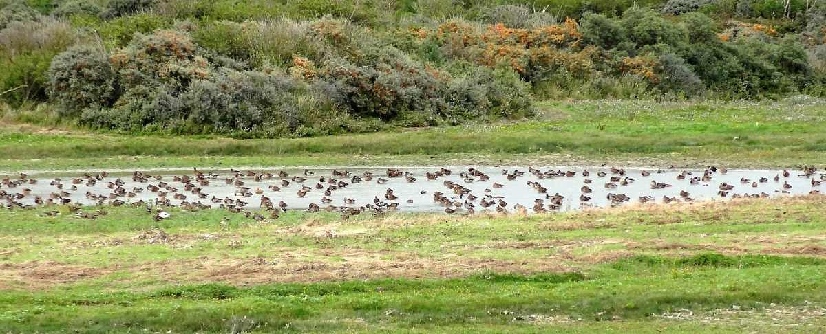 Assembly of the Germans