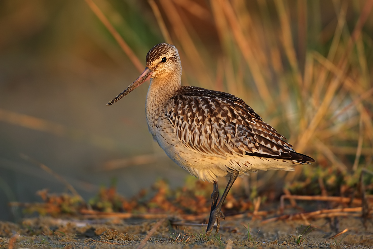 Bar-tailed Godwit