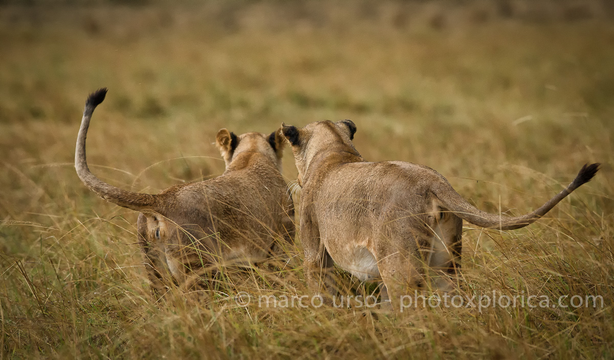 Composizione di coppia
