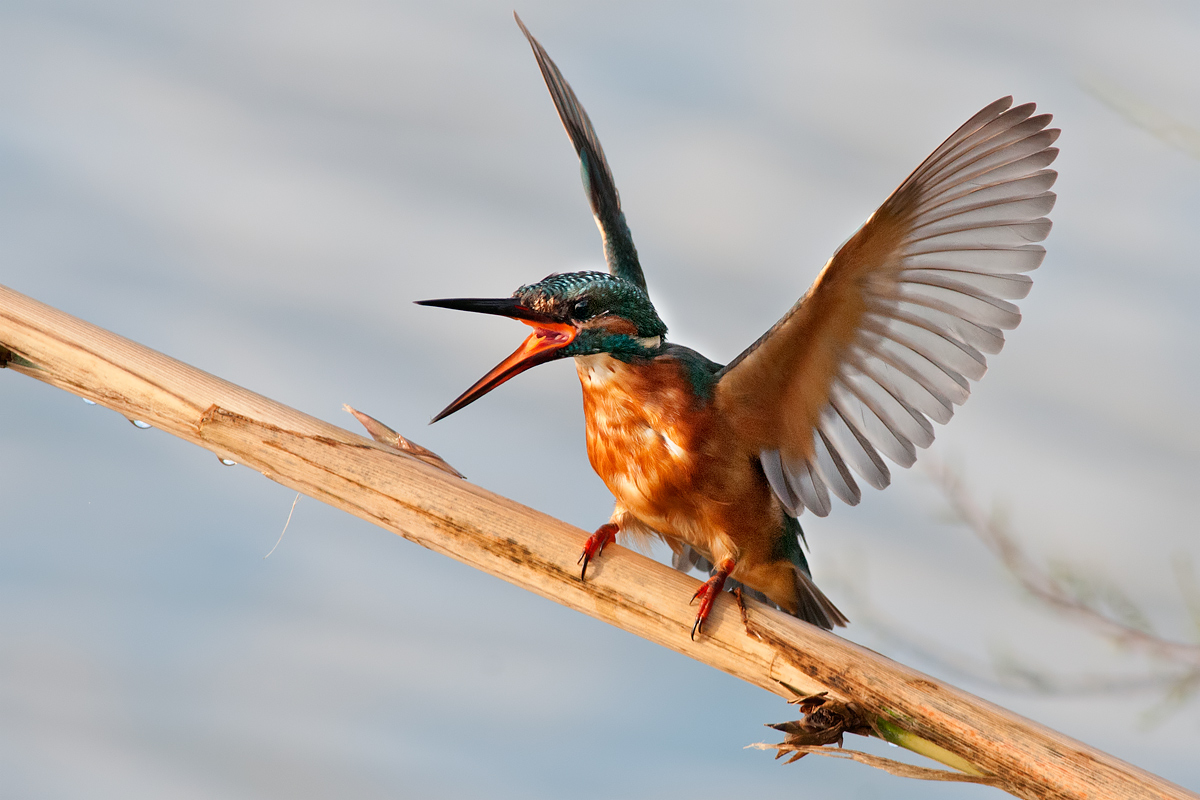 Kingfisher aggressive