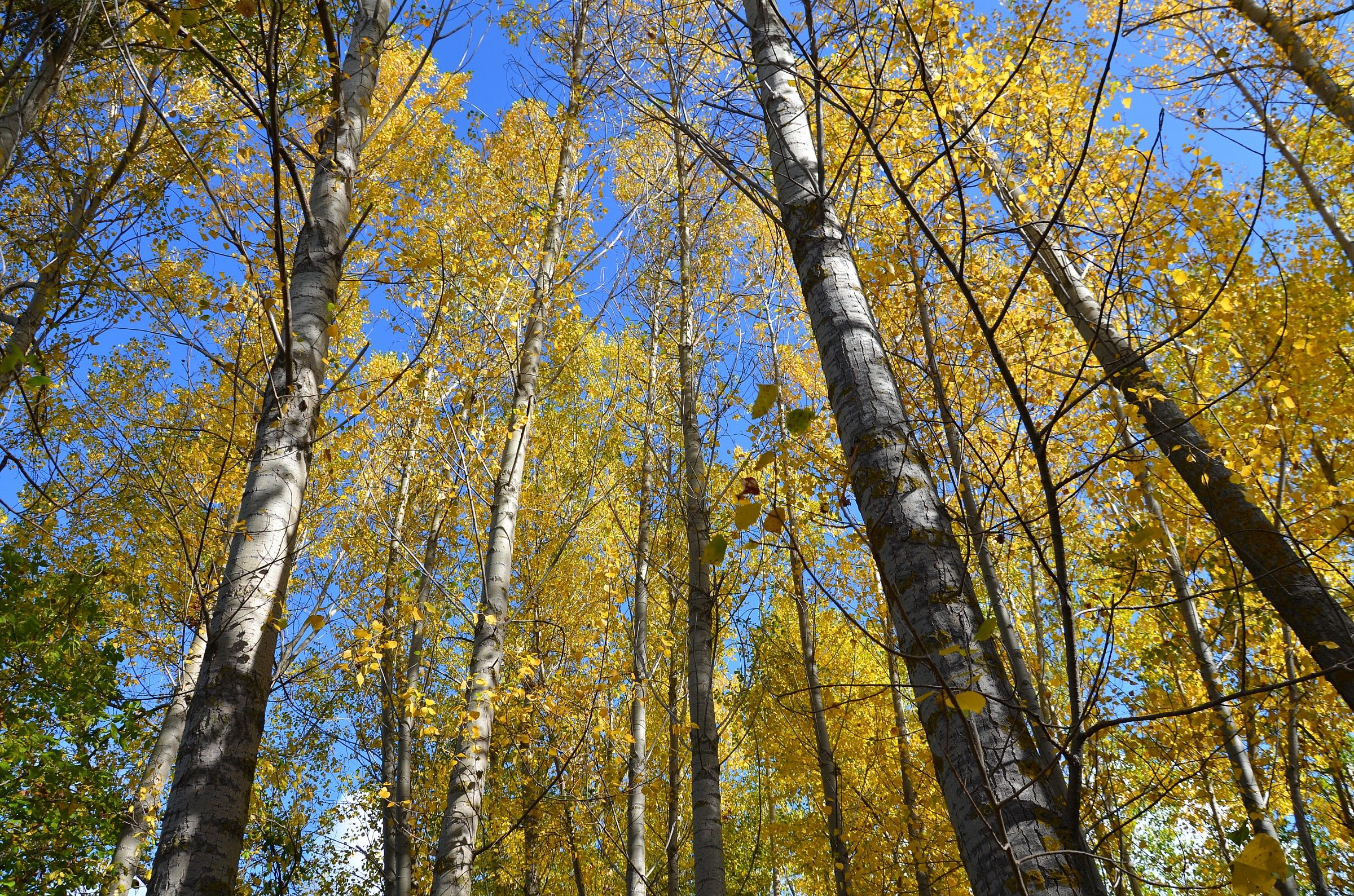 Poplars