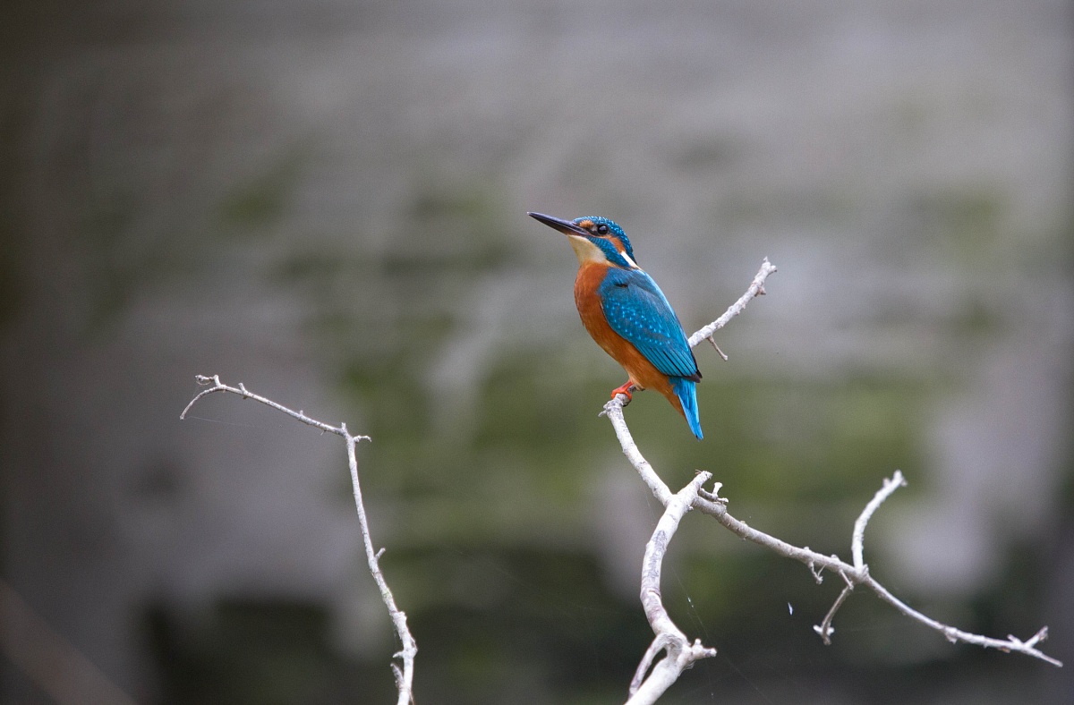 sono io il re dei pescatori