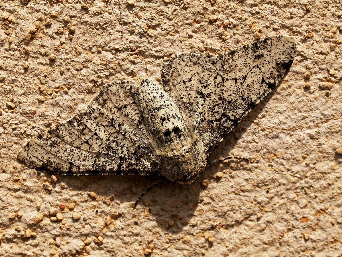 farfalla notturna di igorno