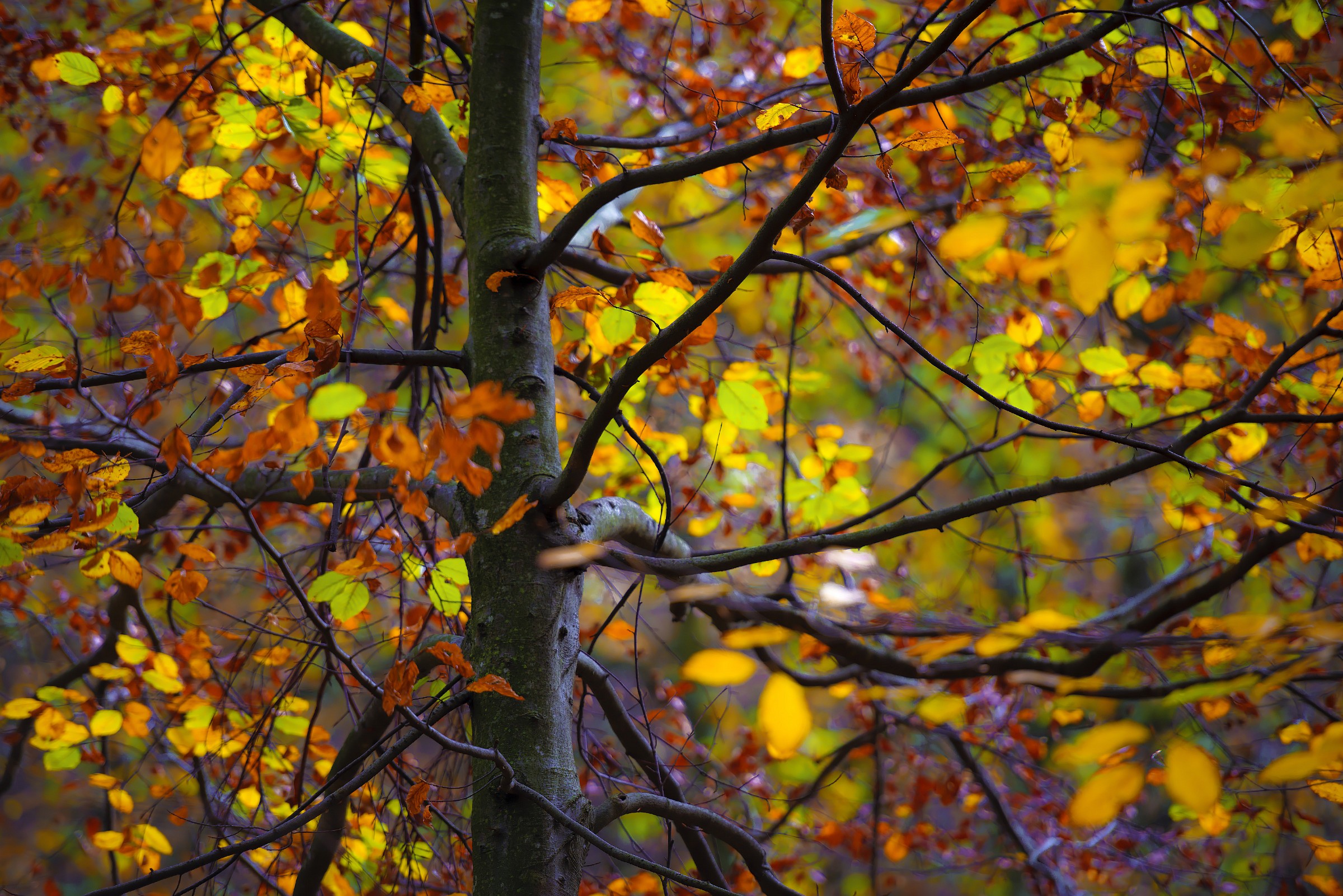 Autunno: sinfonia di colori!