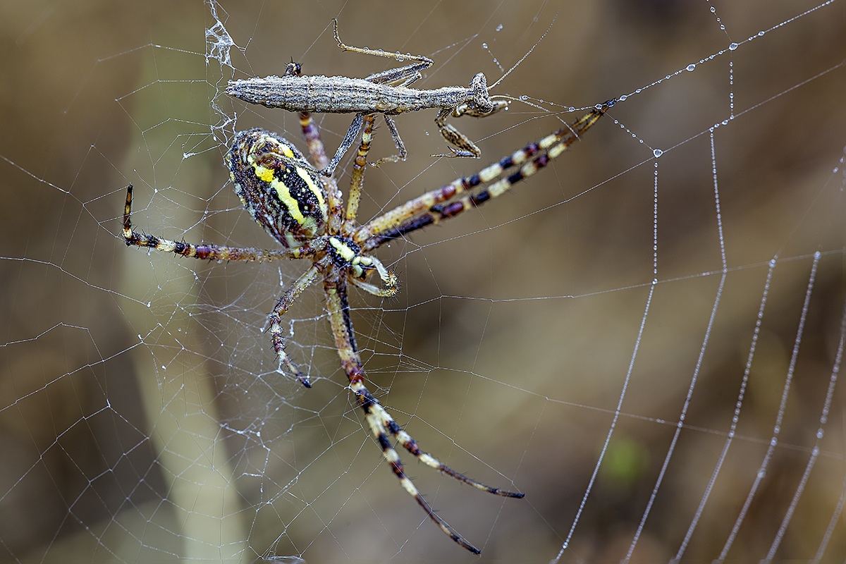 ameles in pericolo di vita