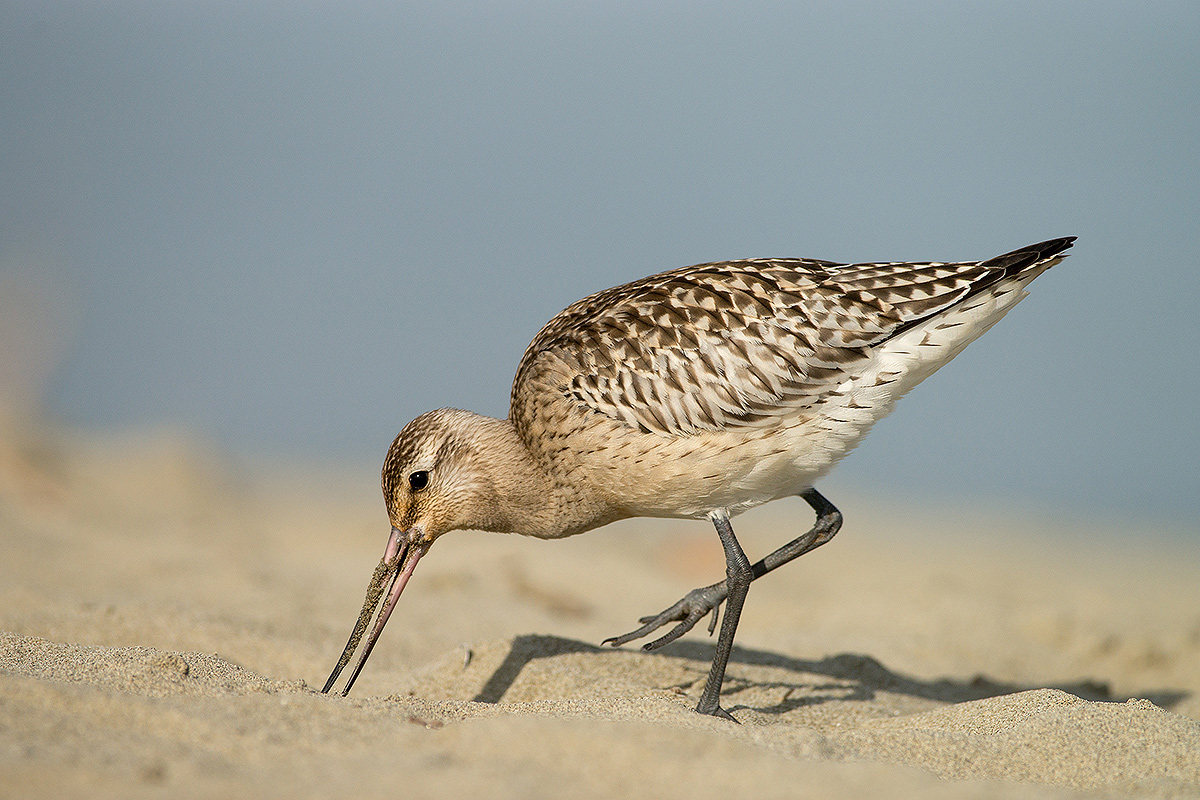 Bar-tailed Godwit