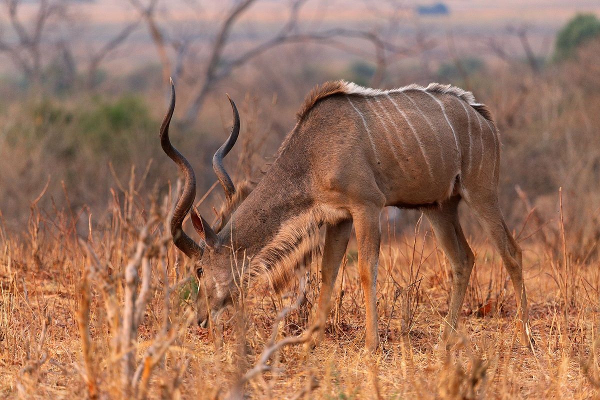 Kudu