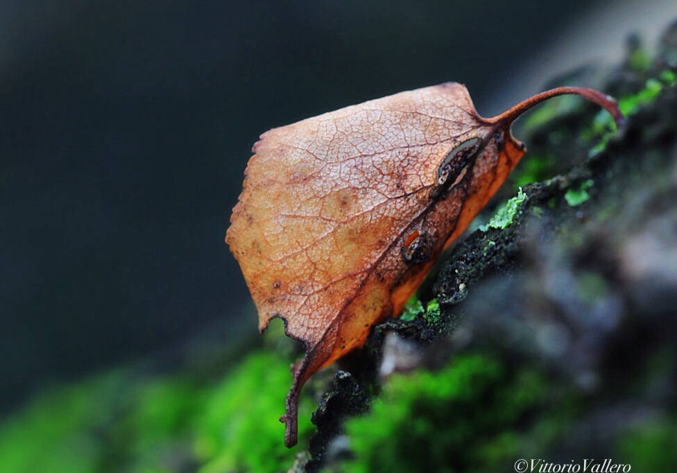 The last leaf ....