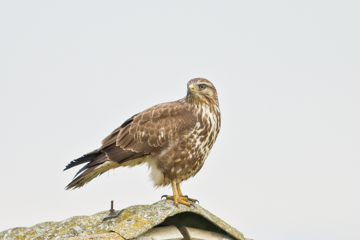 Una Poiana guardinga