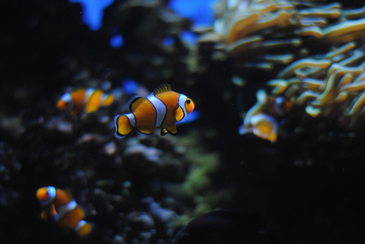 Pesce Pagliaccio in casa!