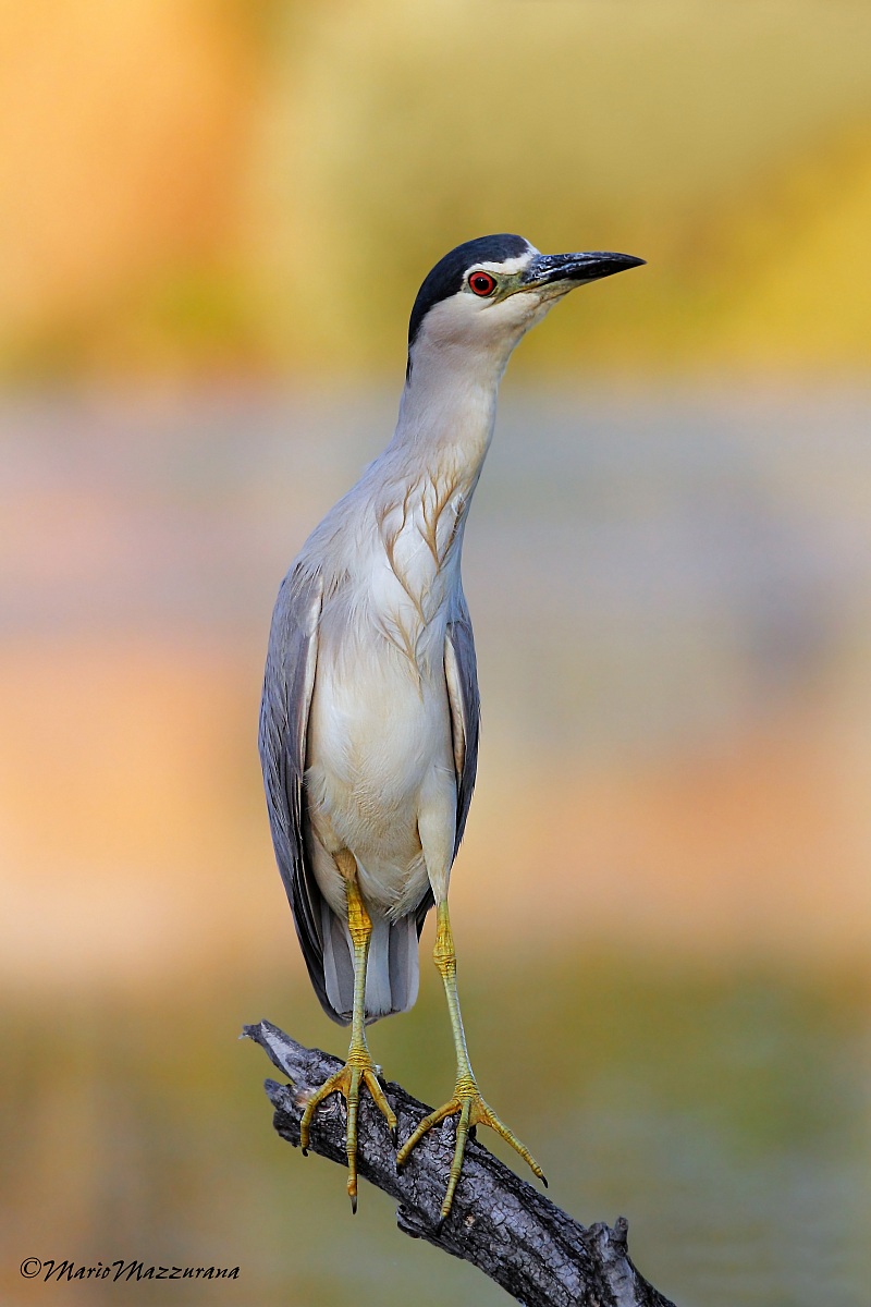 Night Heron 1