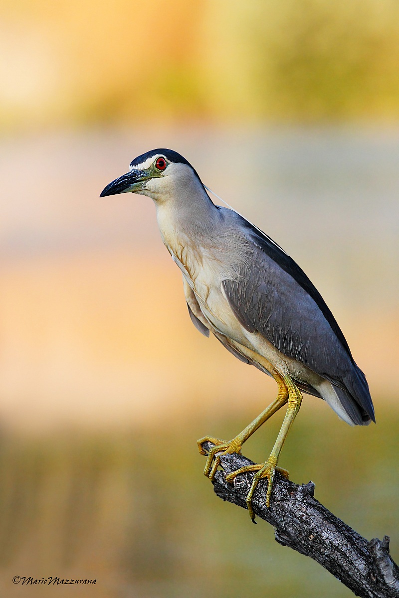 2 Night Heron