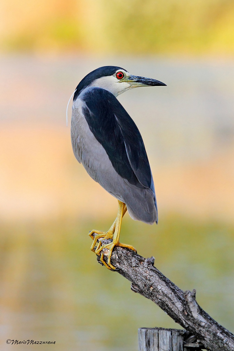3 Night Heron