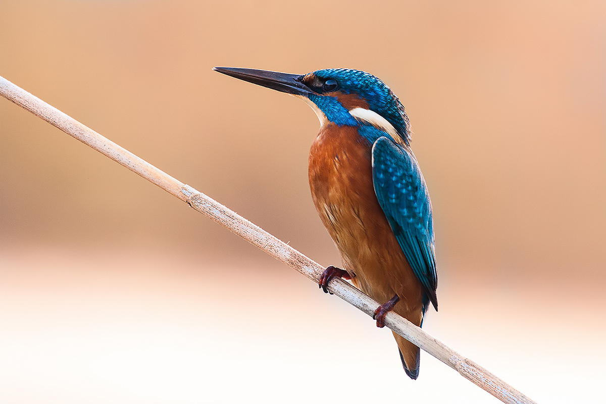 Kingfisher - Alcedo atthis