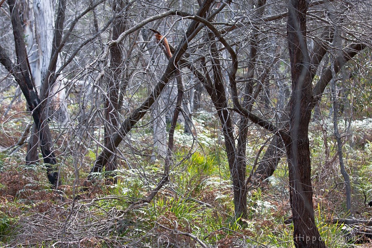Tasmanian Bush