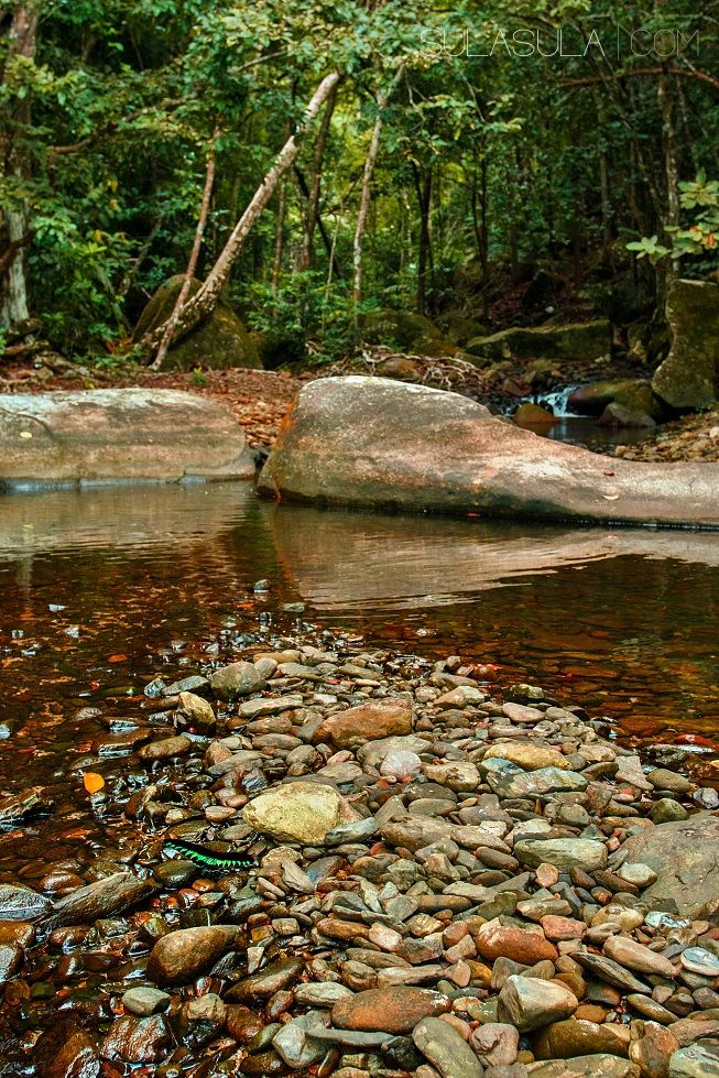 Rajah Brooke's Birdwing in biotope | Borneo