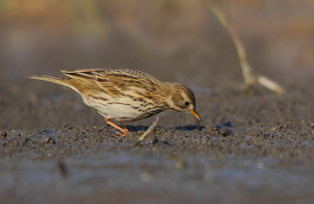pipit